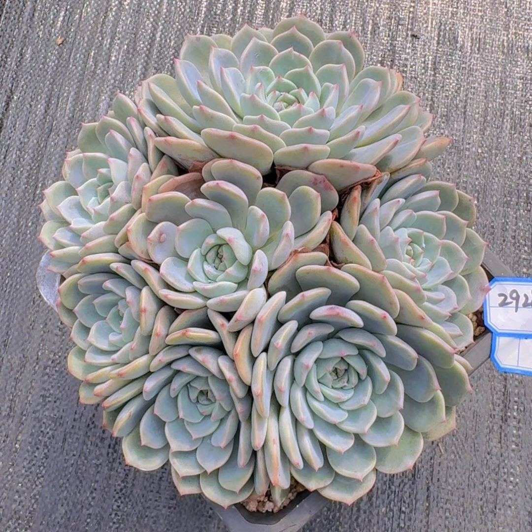 2928红粉佳人凡艺多肉