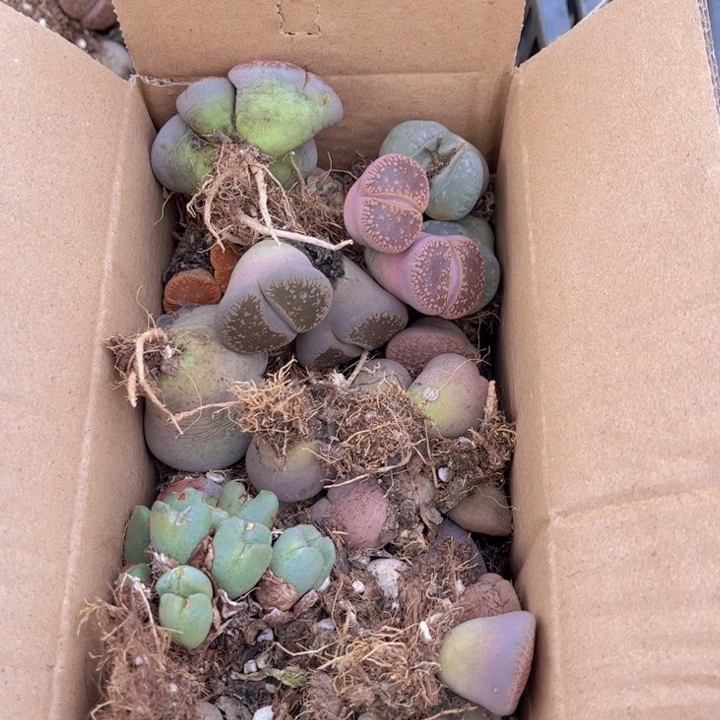 一箱母本88888888888888