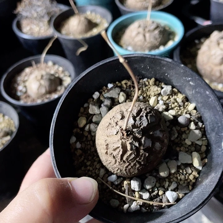 225龟甲龙块根植物