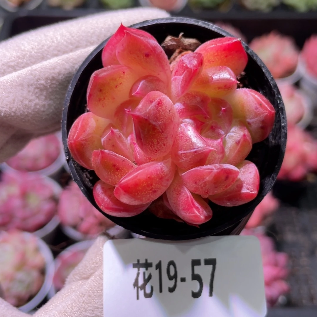 花利美19-57新品双心