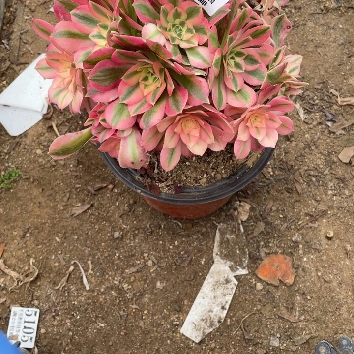 韩*689号粉女巫多肉植物