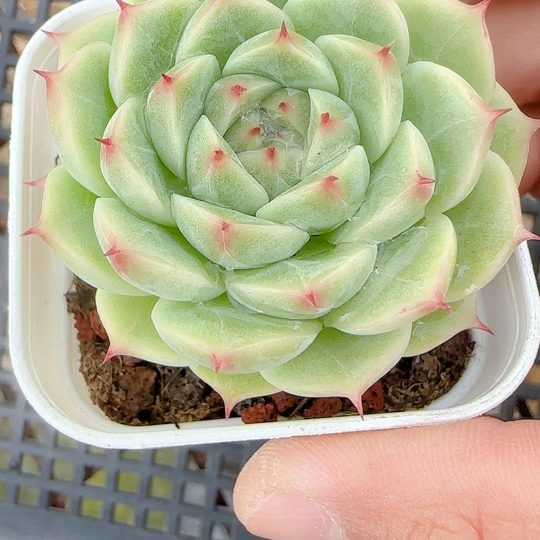 ****羯【闪购商品】0825-28（ht-148）