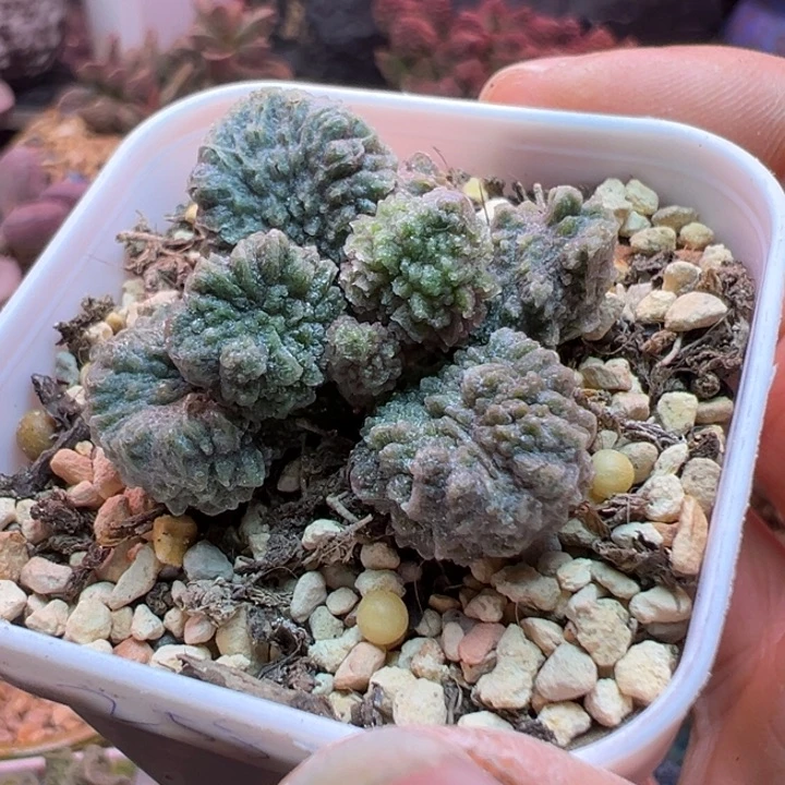 ****吉祥如意的大人物们都是