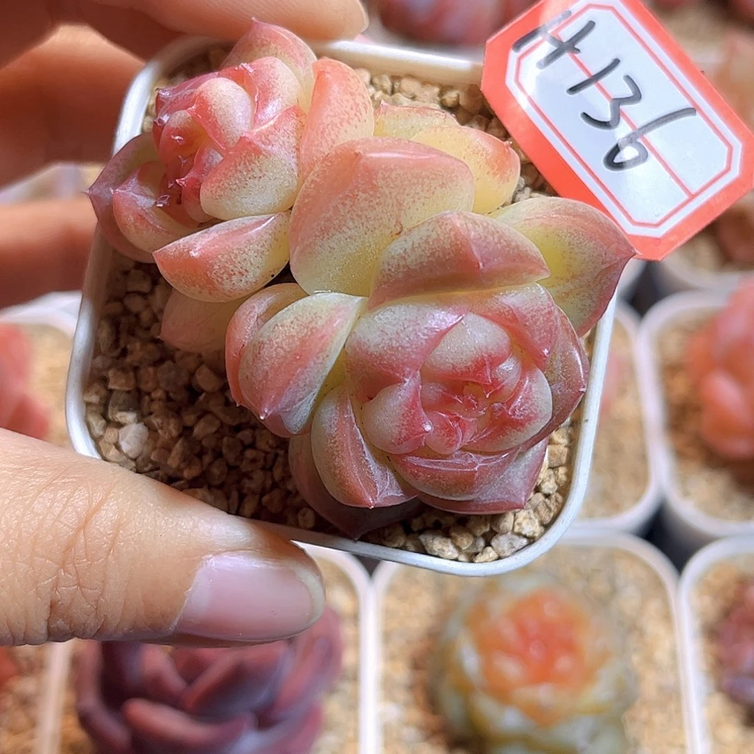 H136  新品珍妮满18包邮