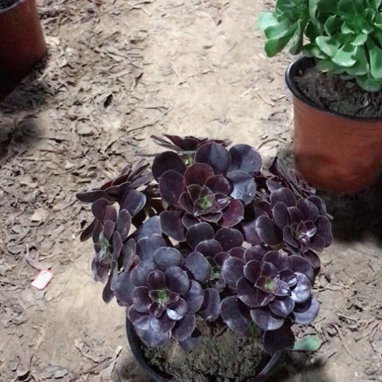 爱****欧紫法师多肉植物40