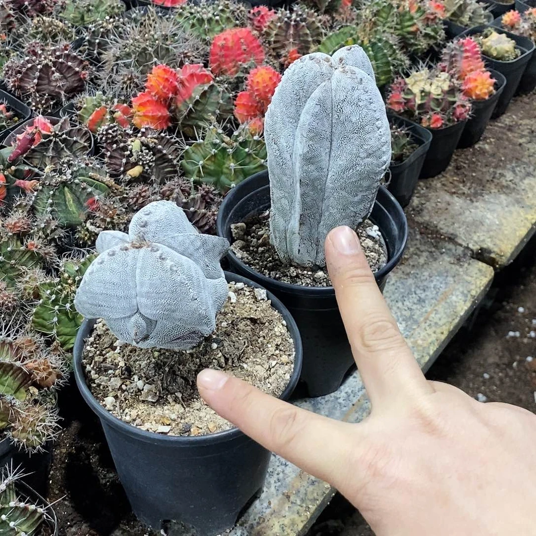 a***i000000000000000000