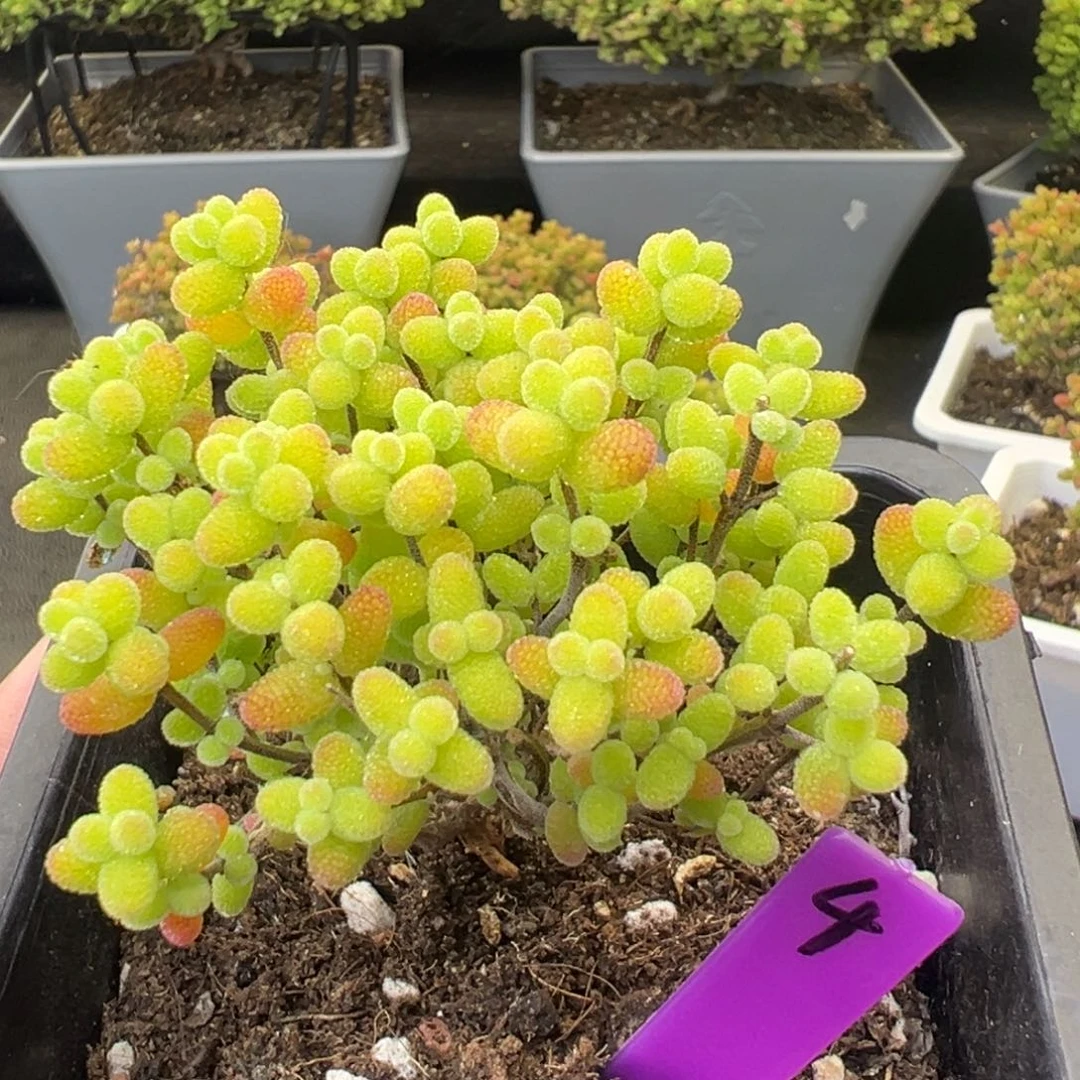 4号10cm盆金桔糖球