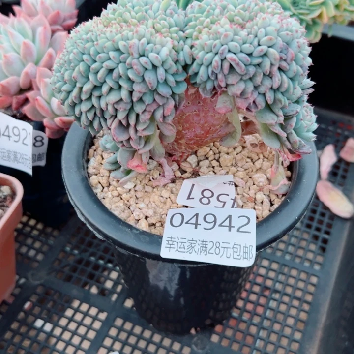 幸运的是我还没遇到幸运