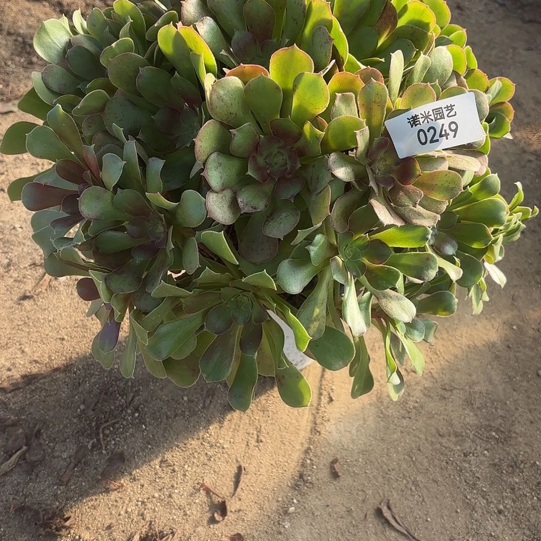 流星雨老庄多肉植物249