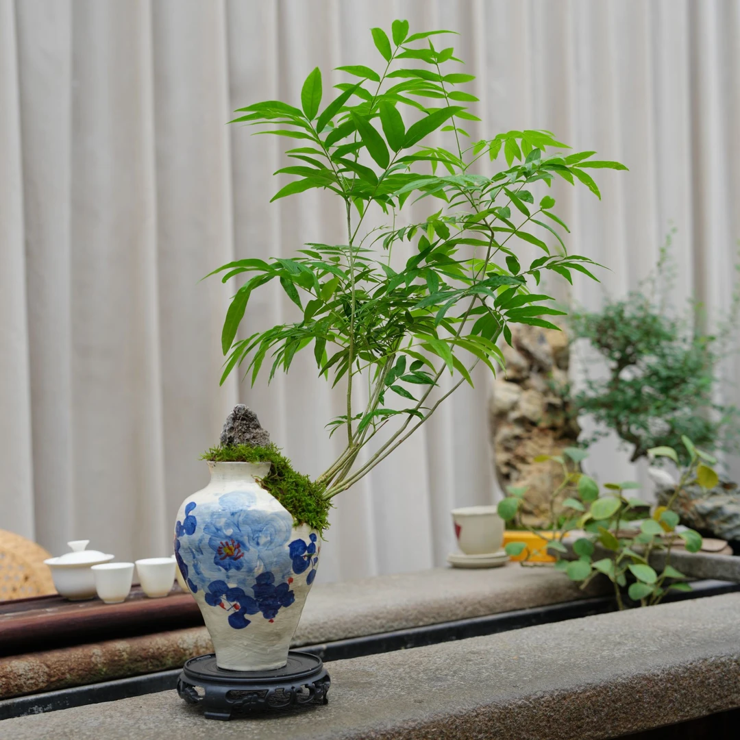 菩提青花瓷手绘青牡丹盆无患子菩提室内盆景茶桌电视柜禅意