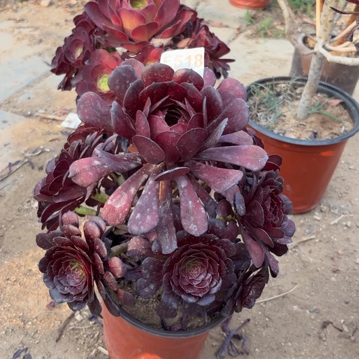 墨颜多肉植物不包损518