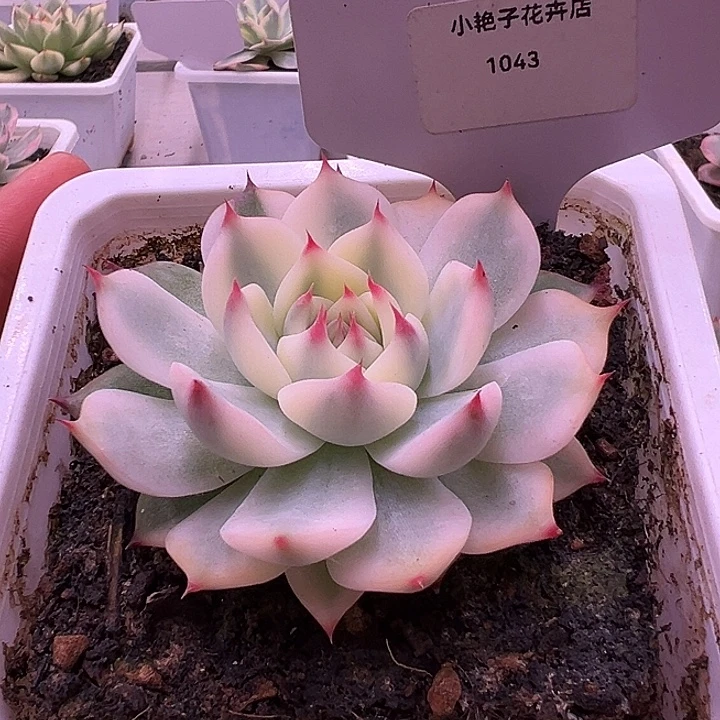 1043号吉娃娃锦多肉
