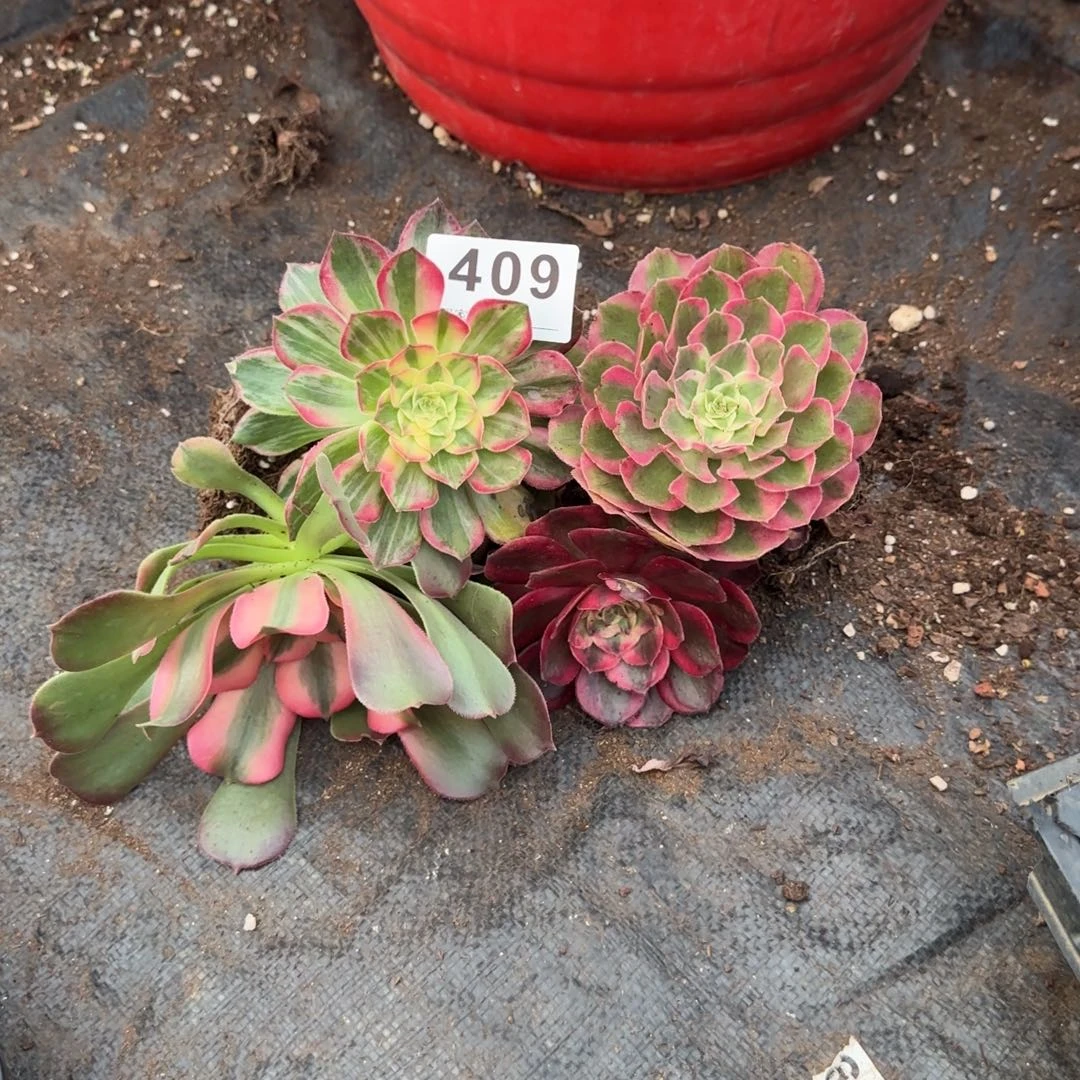 风***云4个小苗多肉植物409