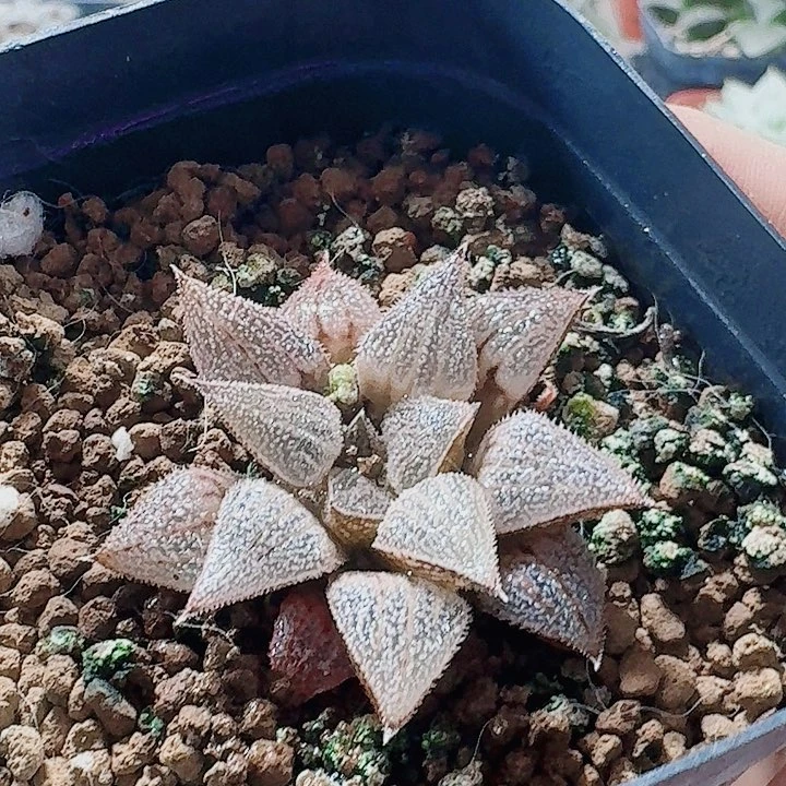 无花朵十二卷实生寿特选福利