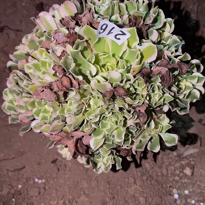 216白凤多肉植物不售后