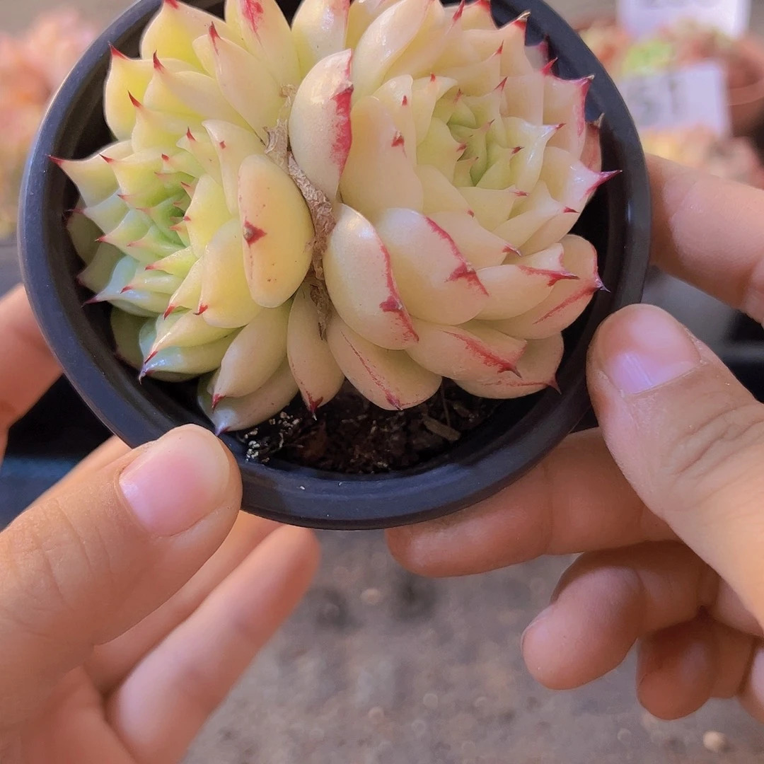 凤凰火，带盆带土发货