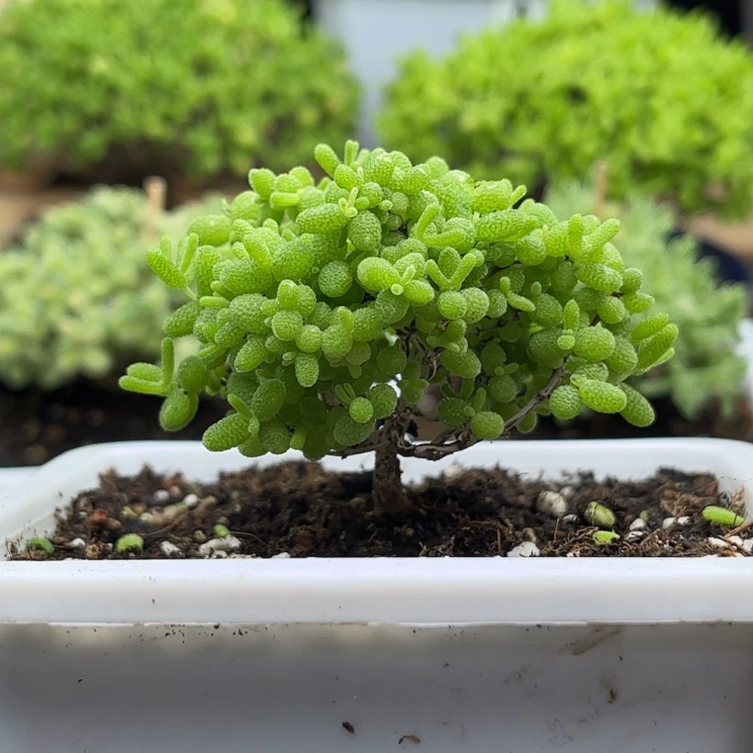 30蜜桔糖球优选枝干