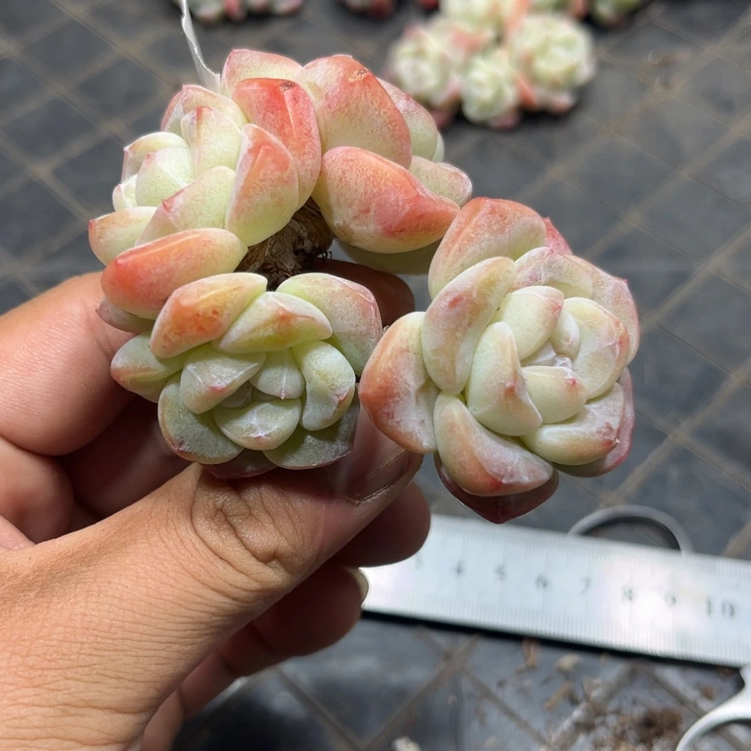 031冰玉泉状态老桩8厘米