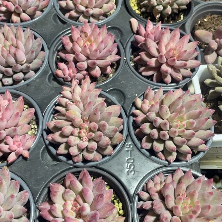 虞美人30一盆88888888888