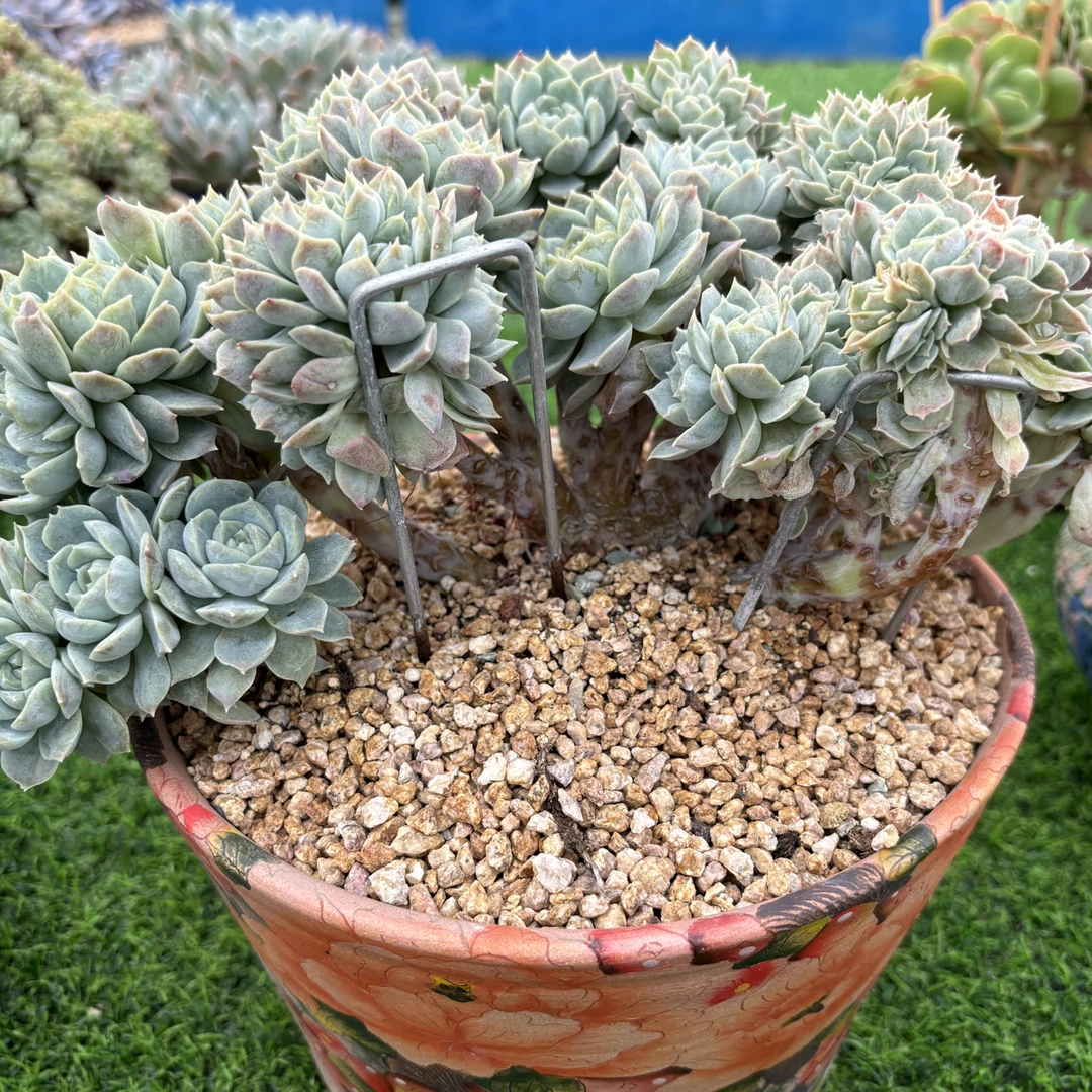多肉植物一物一拍，