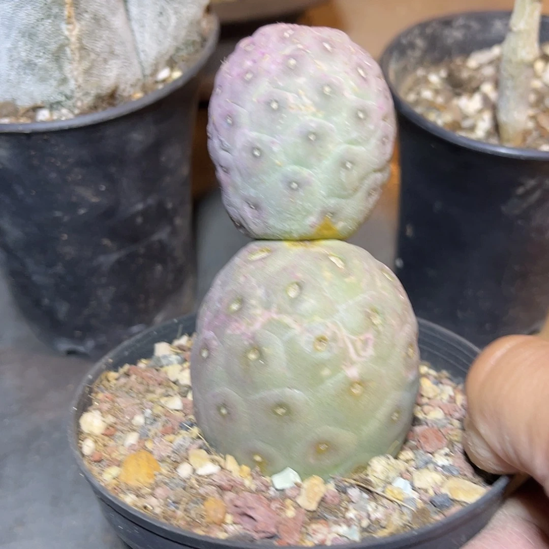 无刺雪人习志野锦一物一拍