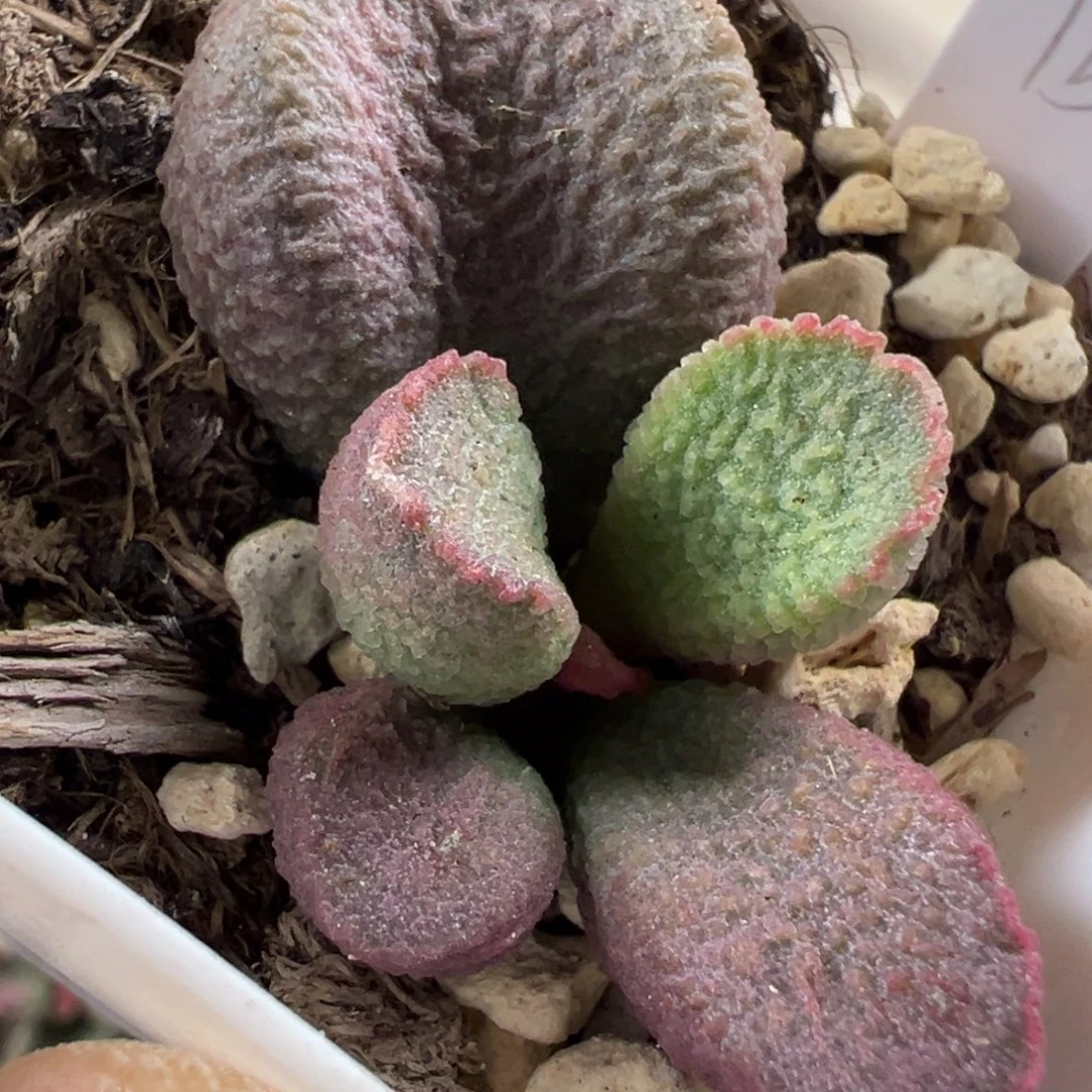 月熙水泡多肉植物水泡