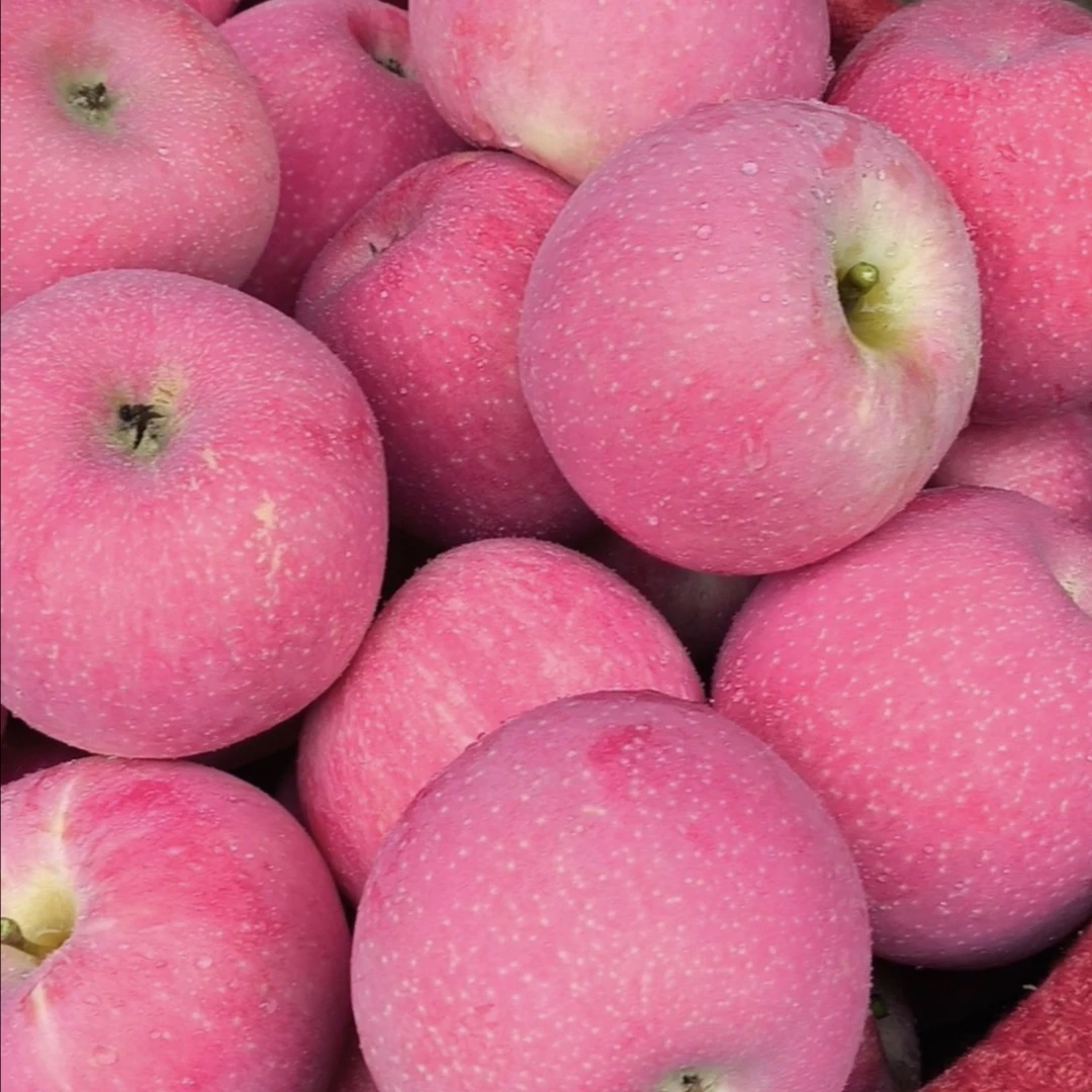 甘肃静宁红富士苹果新鲜现摘12枚/24枚整箱