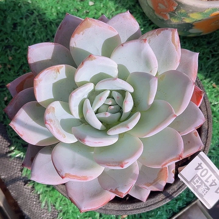 嫦娥14104多肉植物