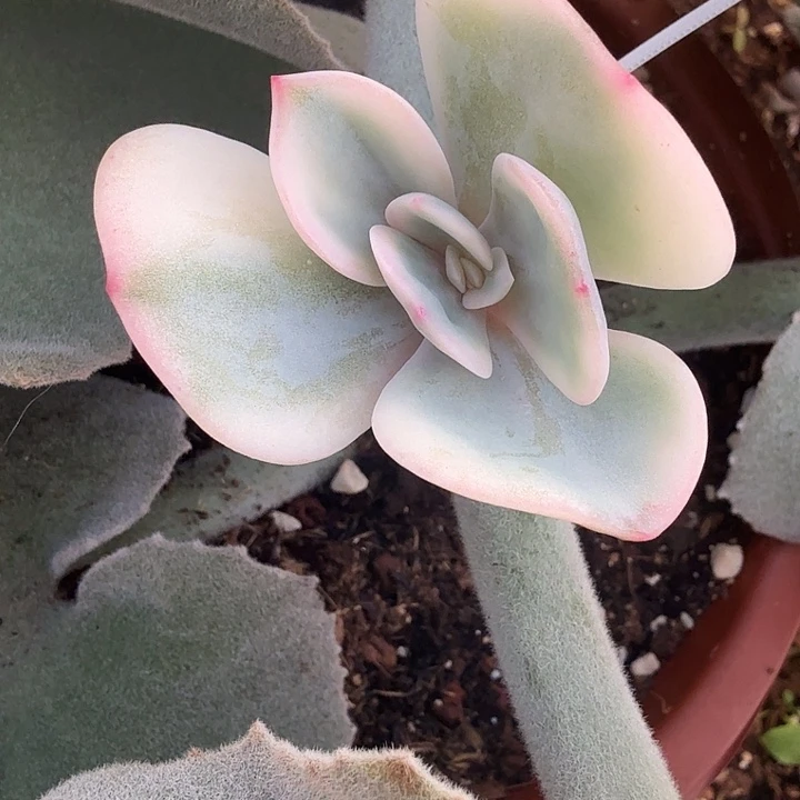 憨***豆白凤锦多肉锦植物