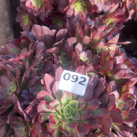 法师安娜，18-6多肉