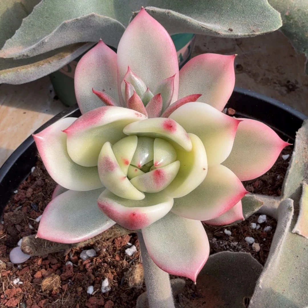 新品肉肉锦上园艺一物一拍