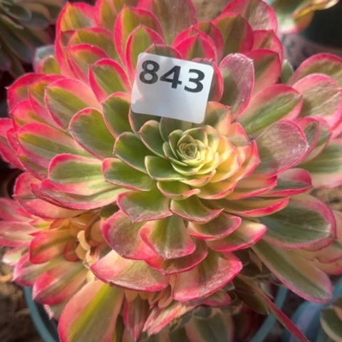 ?**子法师丘比特18-10