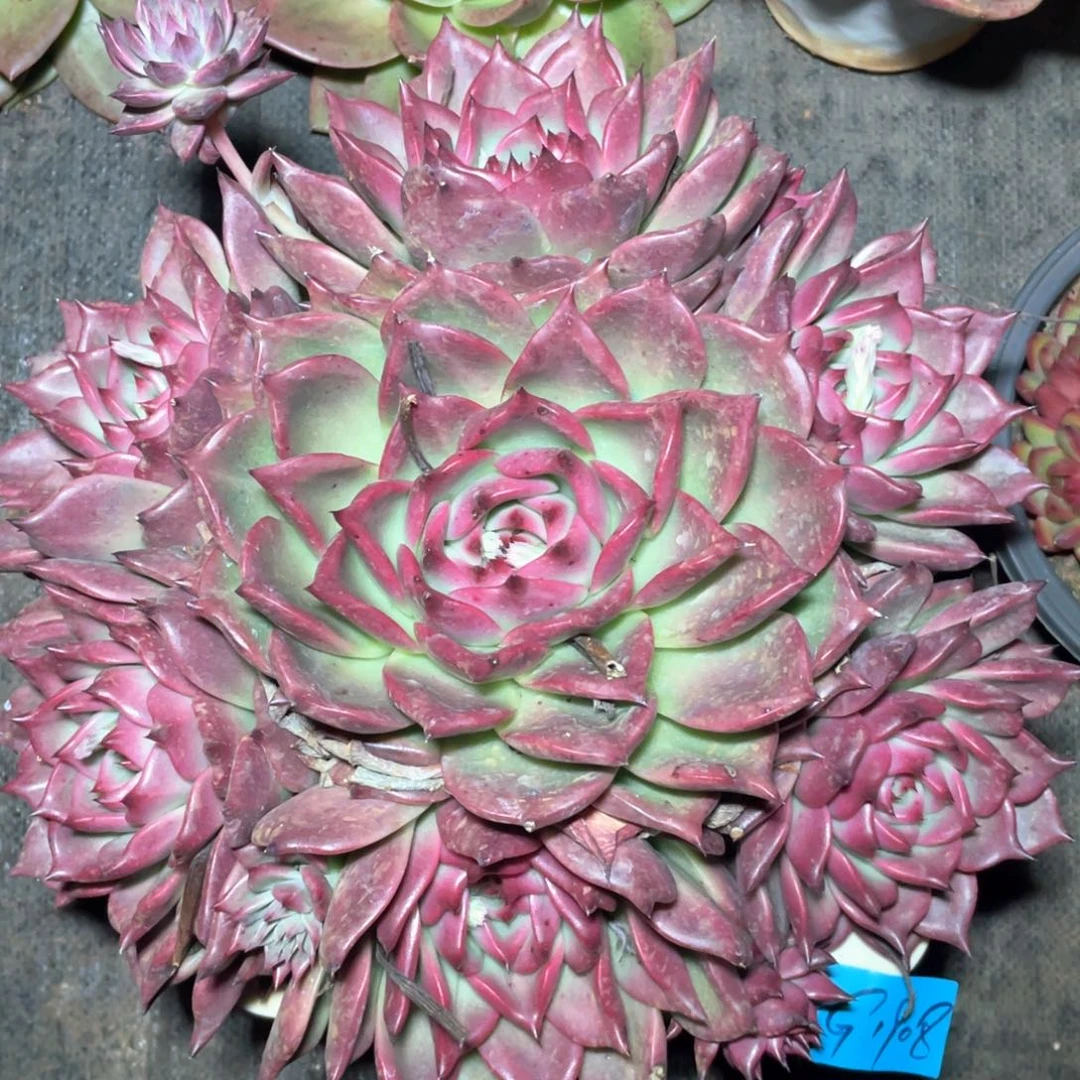 多肉植物多肉植物1888