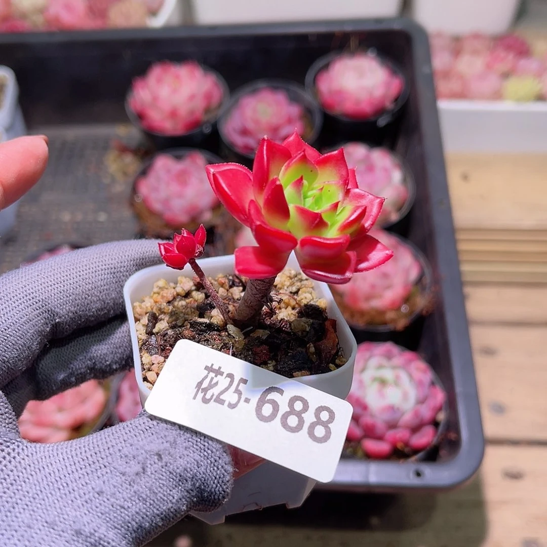 花25-688蒂亚单头