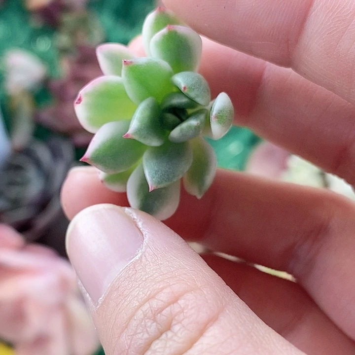 落雁锦一物一拍，