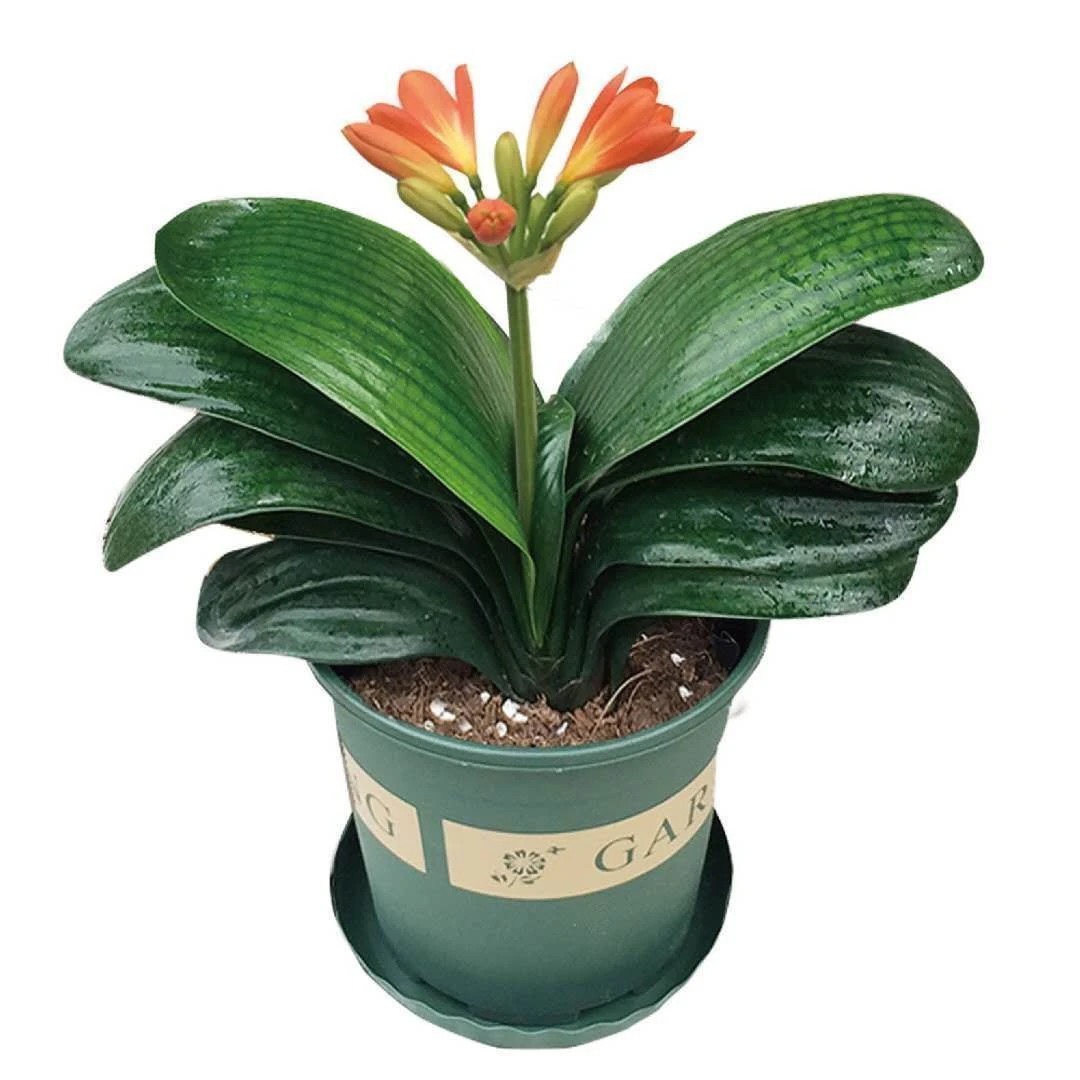 【精品】君子兰花君子兰盆栽君子兰苗四季常青植物蝴蝶兰花苗