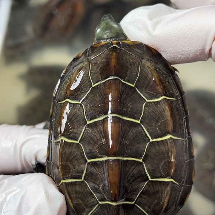 中华草龟公苏北金线草龟外塘龟