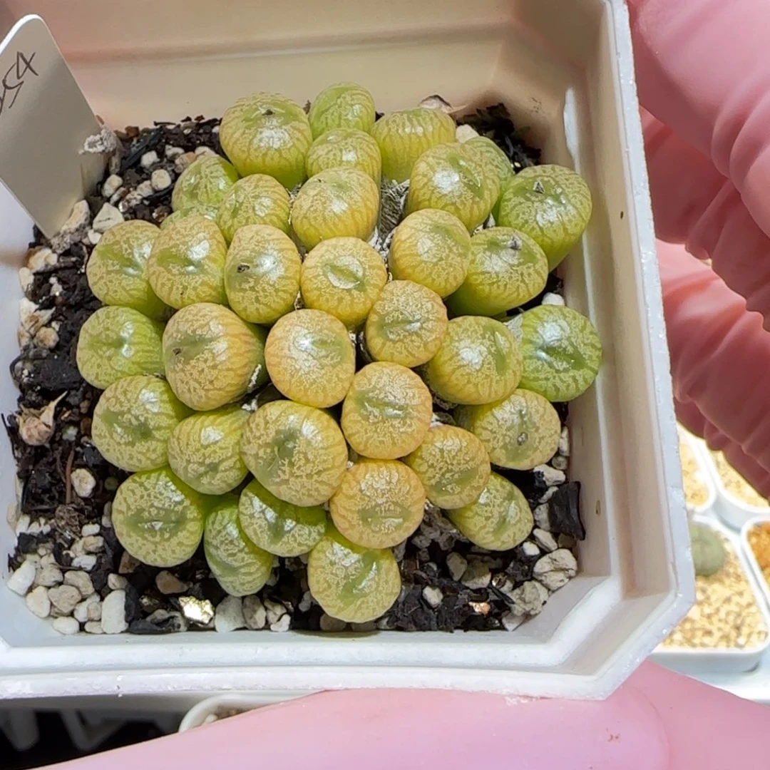 肉锥多肉植物百科25-流水铜壶621