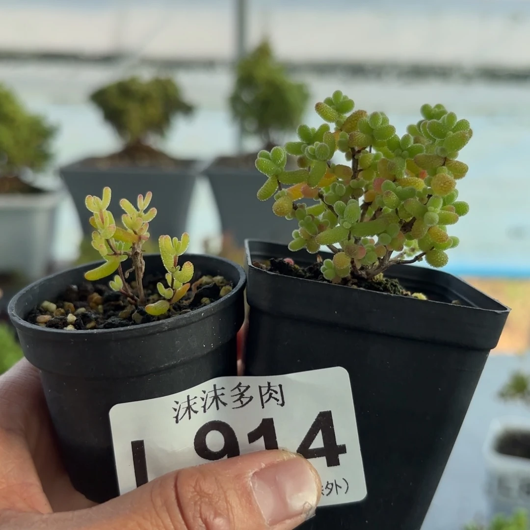 妙***禅914金桔和飞机猪组合