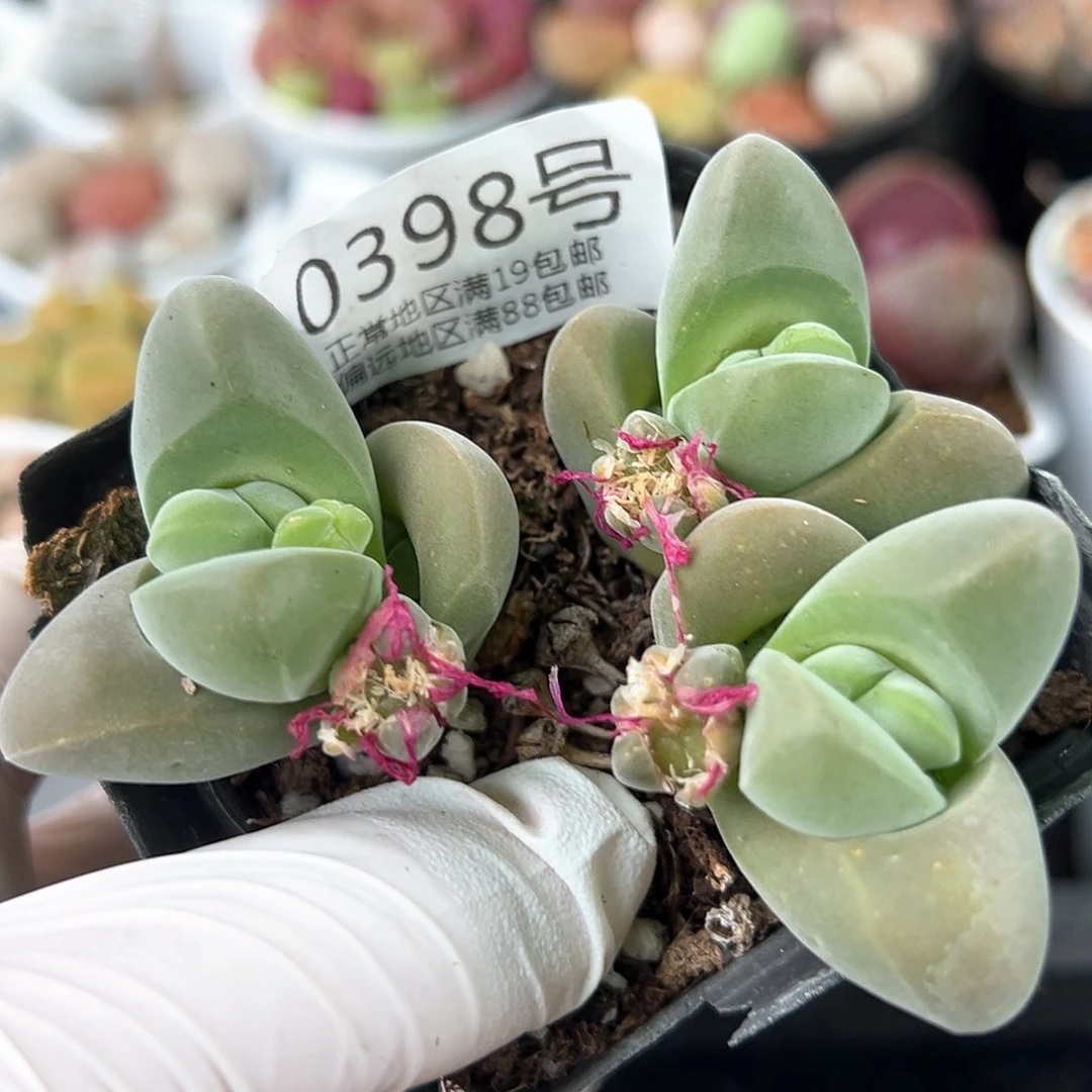 好养易活生石花大母本0398