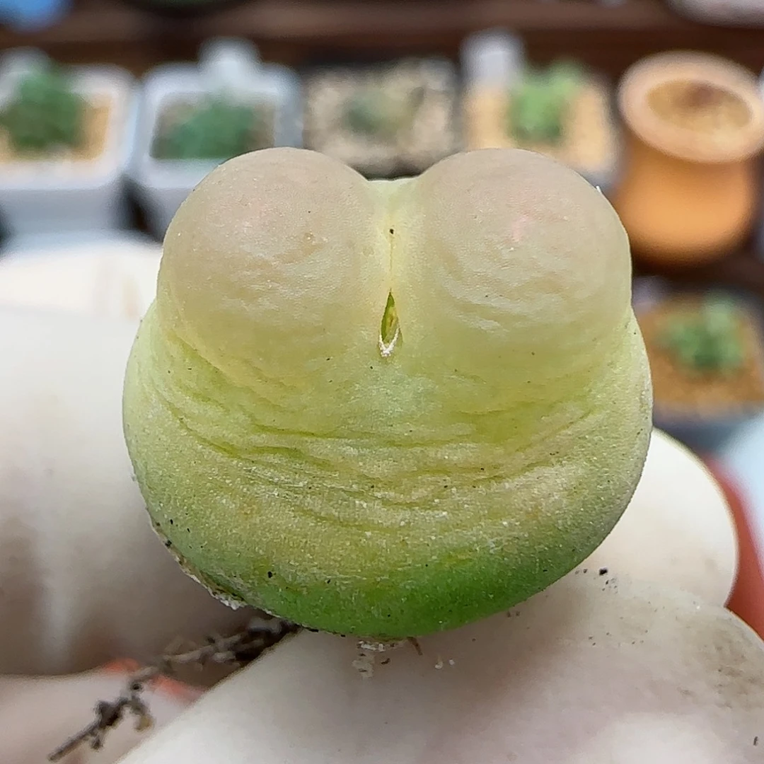 231日系大红拉登