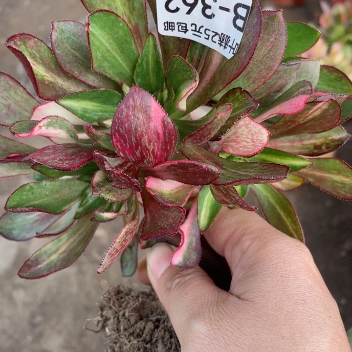 阳*362魅影七彩嫁接有砍多肉1，12345678