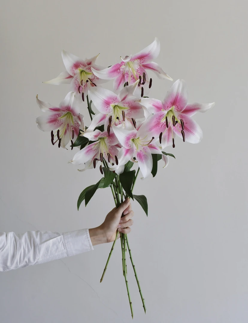 【多头那个女人百合鲜花】云南产地直发 | 新鲜采摘