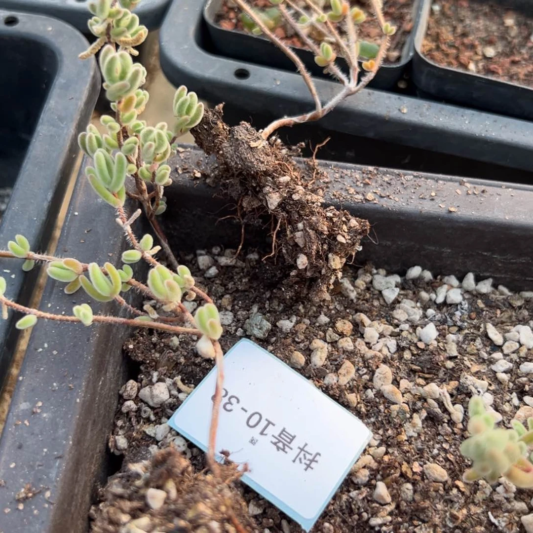 10-38量拍枝干一颗，多肉