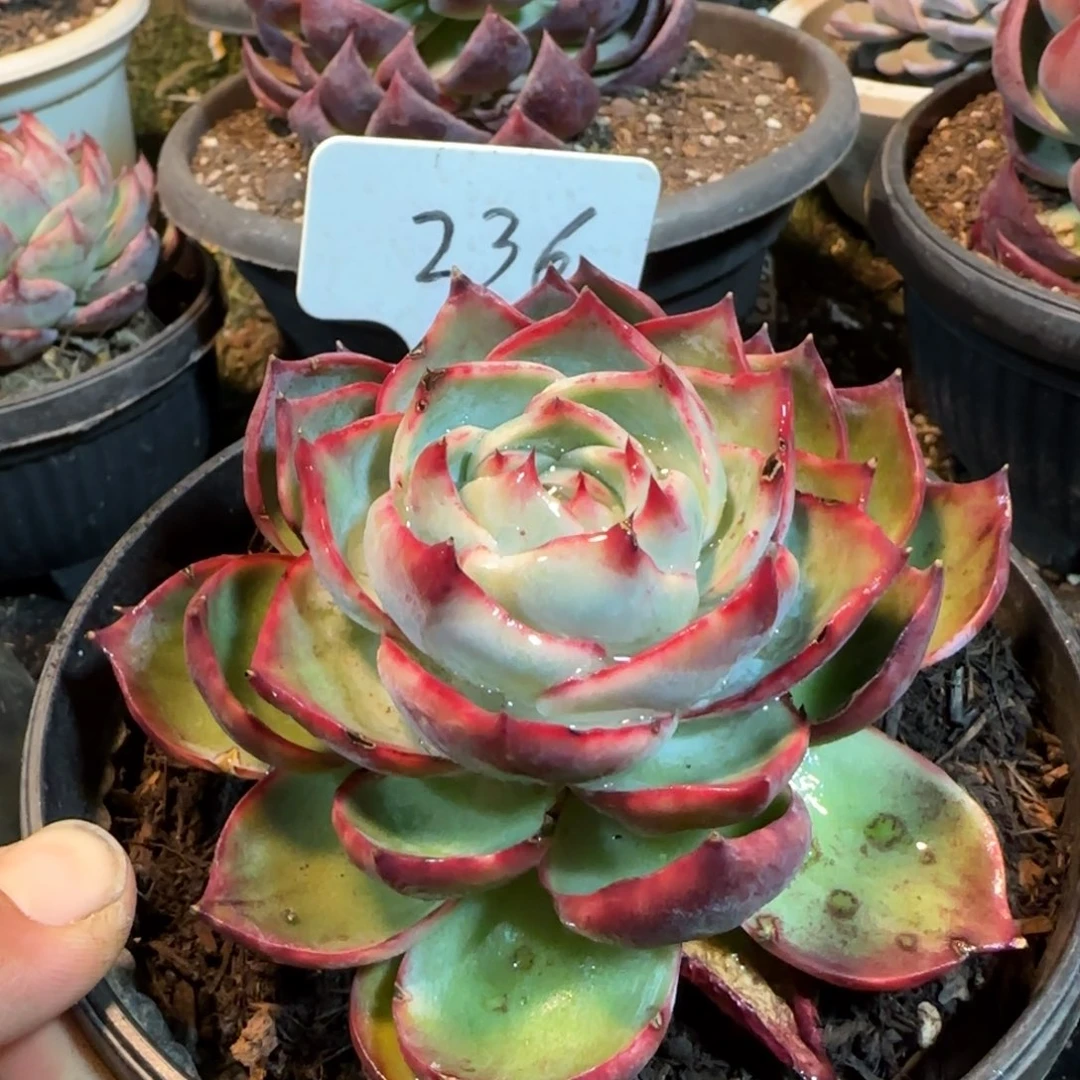 惊鸿一物一拍包装收缩花旱236