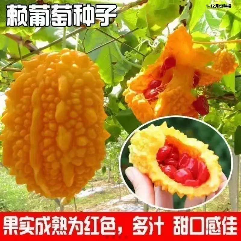 【五袋包邮】黄金瓜种子香甜金铃子赖葡萄水果黄金瓜多季爬藤阳台盆
