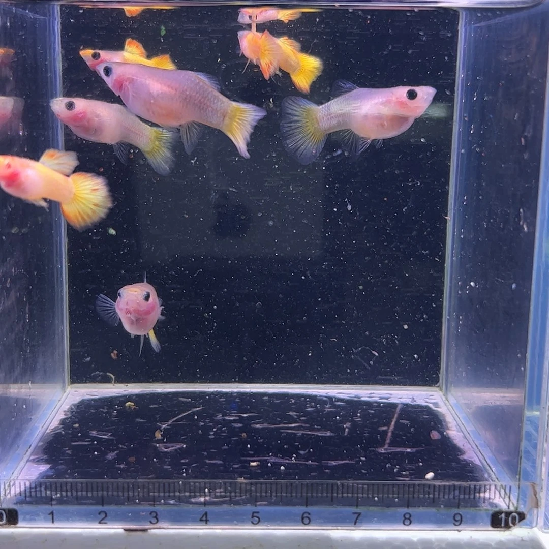 孔雀鱼黄金玻璃猫4对一条微瑕2条白子公