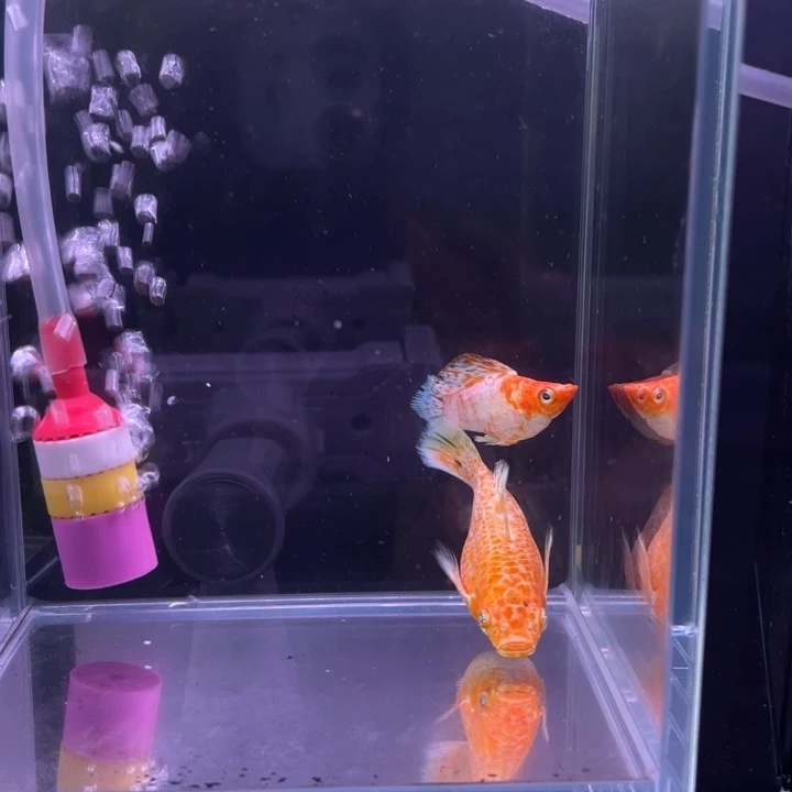 仙***了精品玛丽球樱花1对