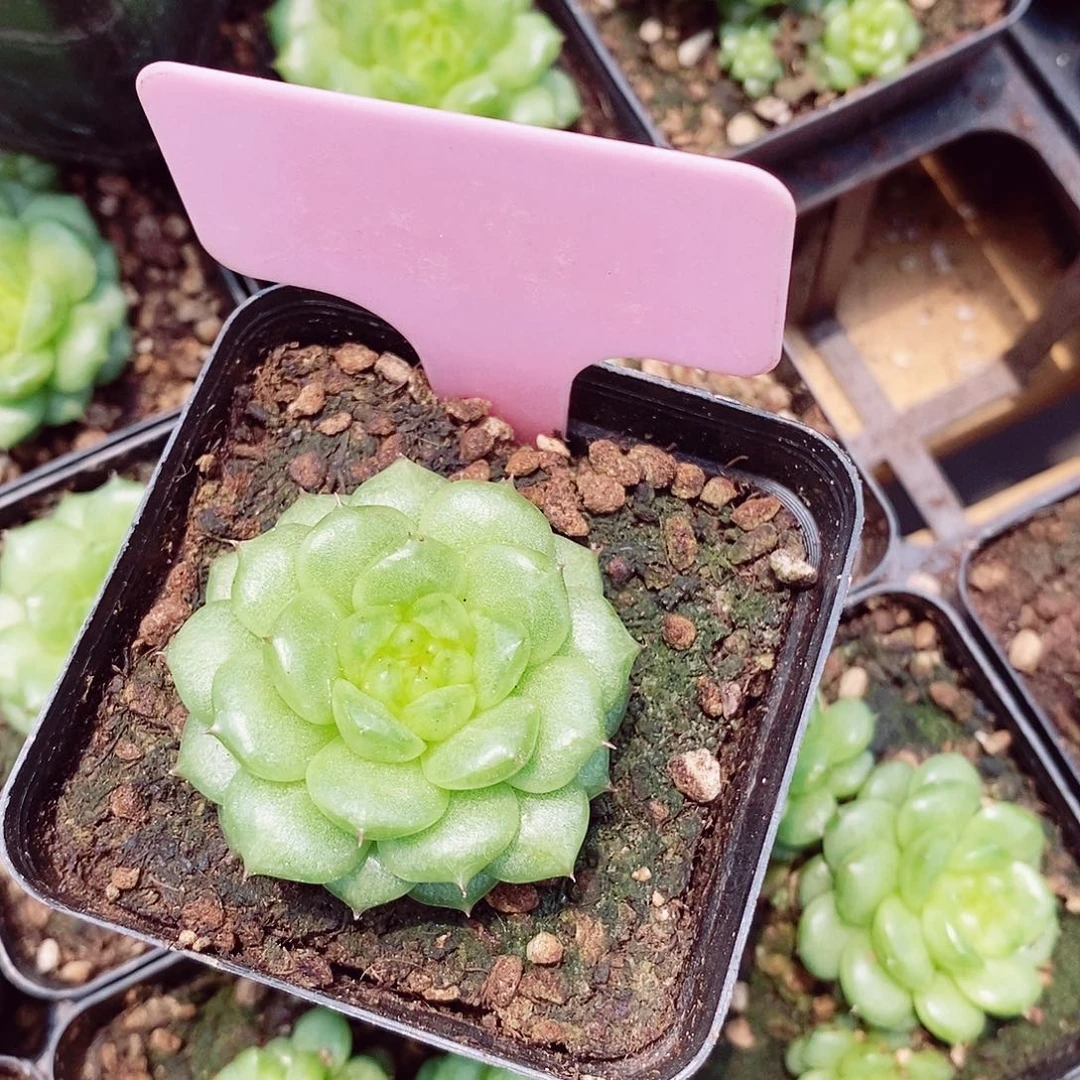程*秋冰珍妮5cm多肉植物