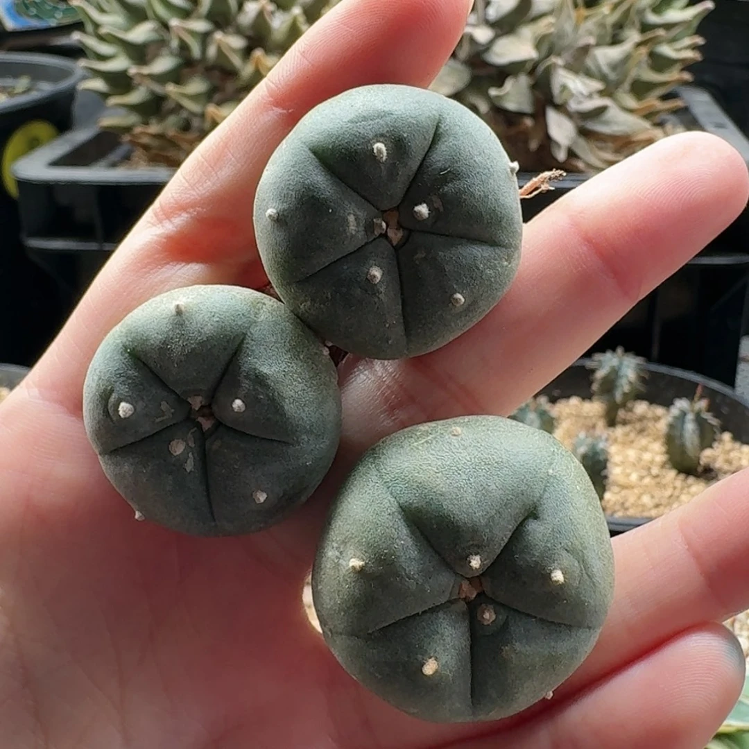 【闪购商品】三只一起kk乌实生